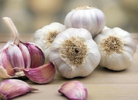 تصویر 4 از قیمت خرید سیر همدان عمده + فروش ویژه